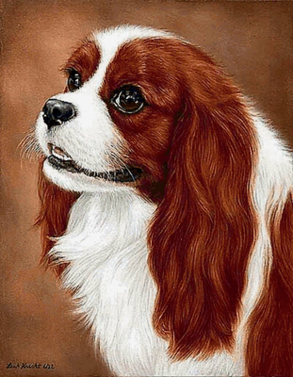 Кавалер Кинг Чарльз спаниель - собака, кавалер кинг чарльз спаниель, животные - предпросмотр