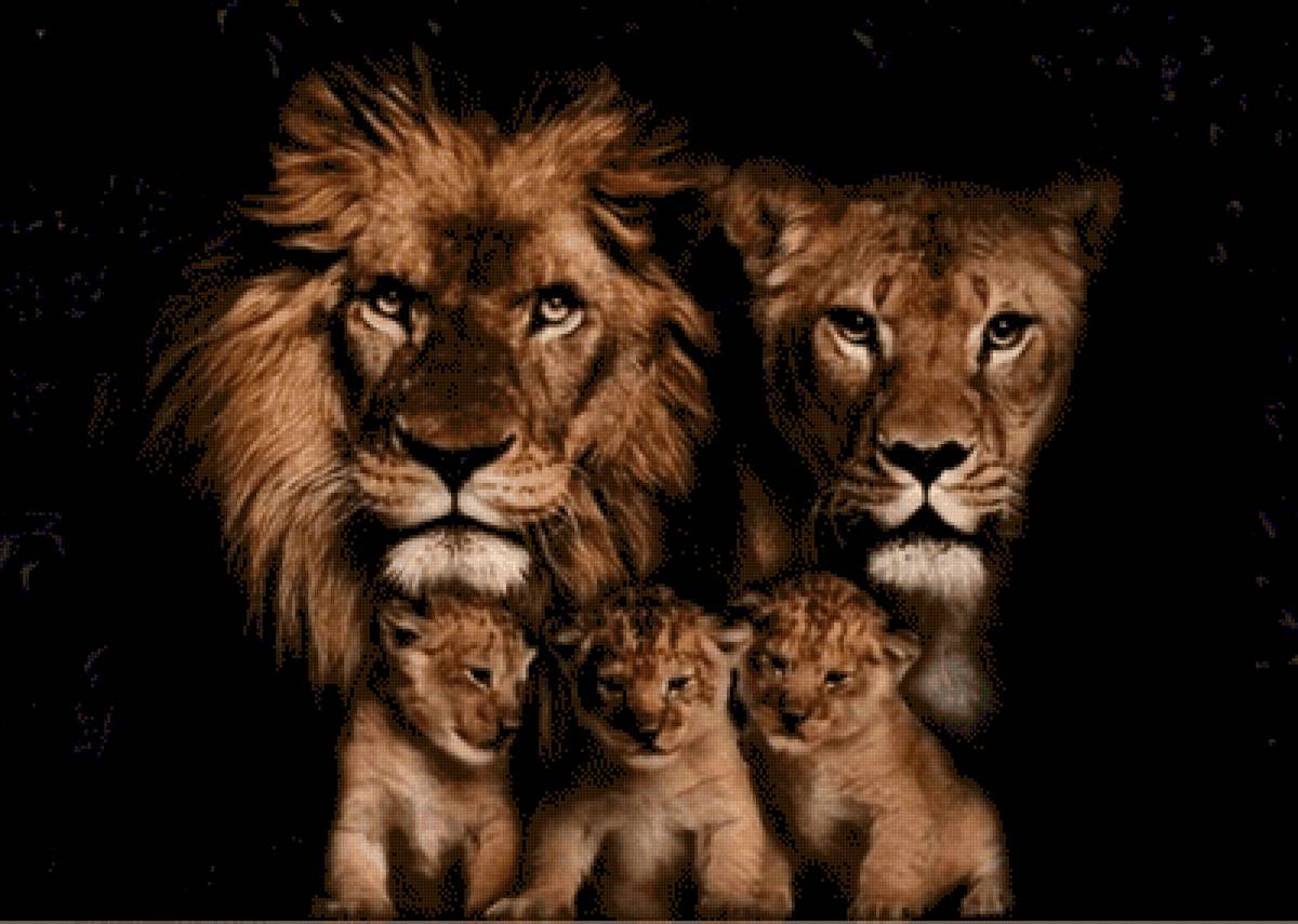 Львиное семейство - лев - предпросмотр