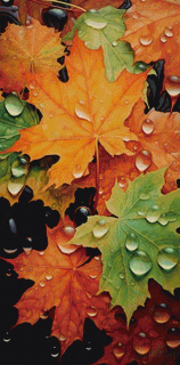 Кленовые листья - клен, листья, осень - предпросмотр