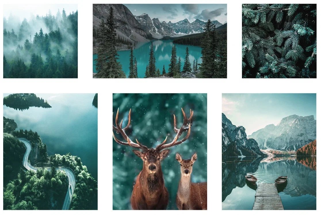 модльные картины - лес - оригинал