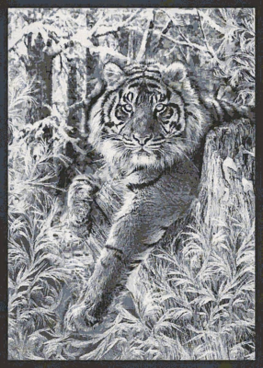 №2729769 - тигр, животные - предпросмотр