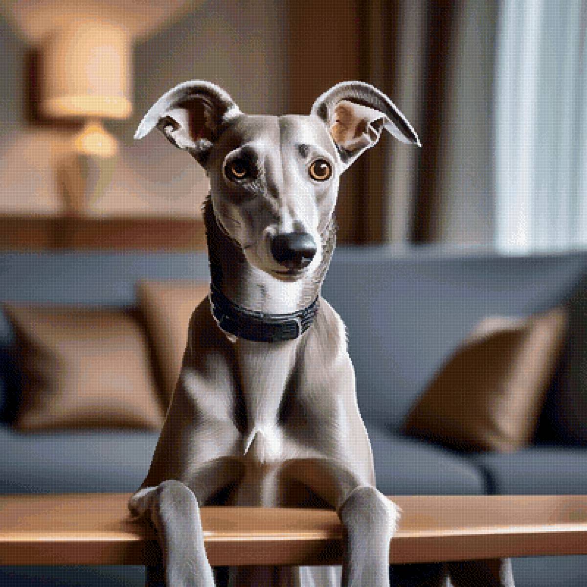 Грейгаунд - собака, собаки, животные - предпросмотр