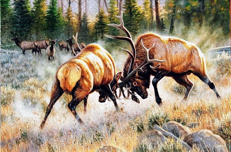 №2730744 - животные, олени - оригинал