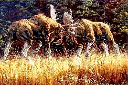 №2730750 - животные, лоси - оригинал