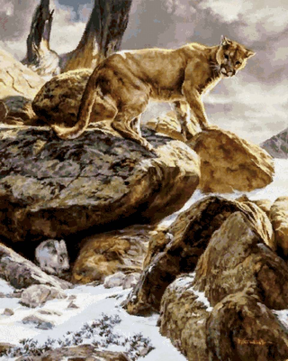 №2730765 - пума, охота, заяц, животные - предпросмотр