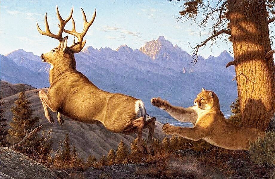 №2730783 - олень, животные, охота, пума - оригинал