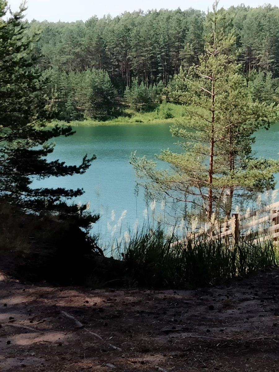 бирюзовое озеро - озеро, лес, природа, латвия - оригинал