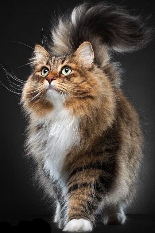 Любимчик - любимчик - оригинал