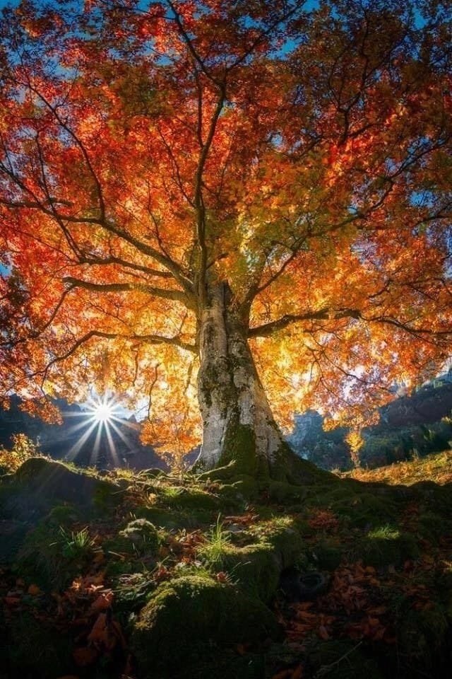 Древо жизни - древо, дерево, осень - оригинал