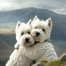 Вестики парочка