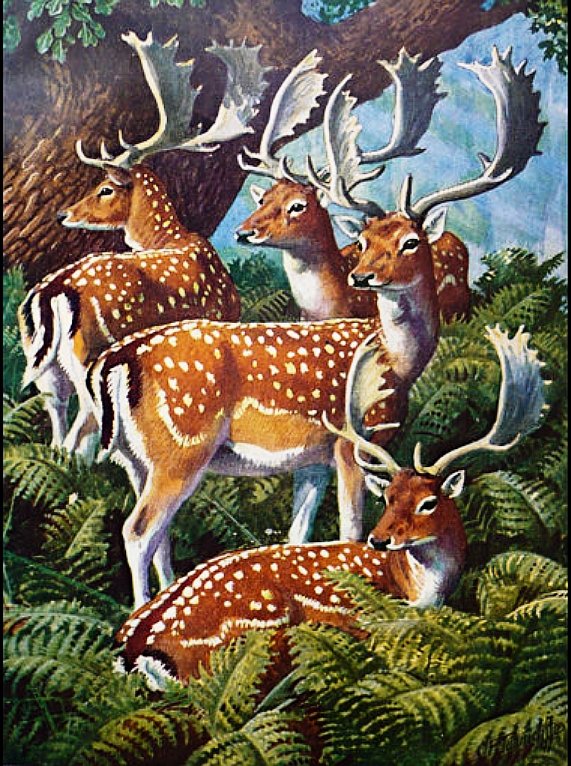 №2734400 - животные, олени - оригинал