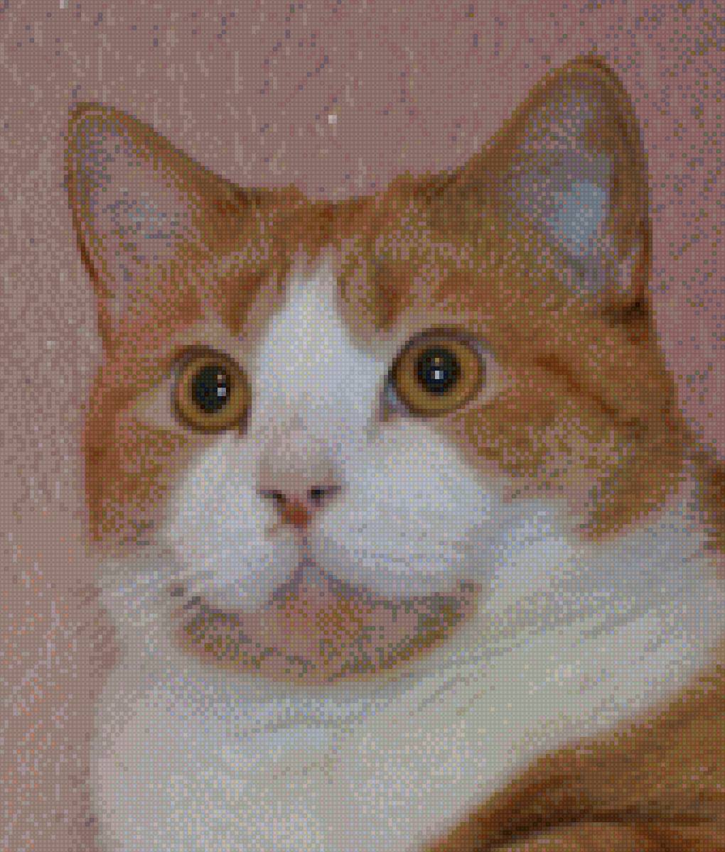 Рыжий кот - рыжий, кот, шотландец - предпросмотр