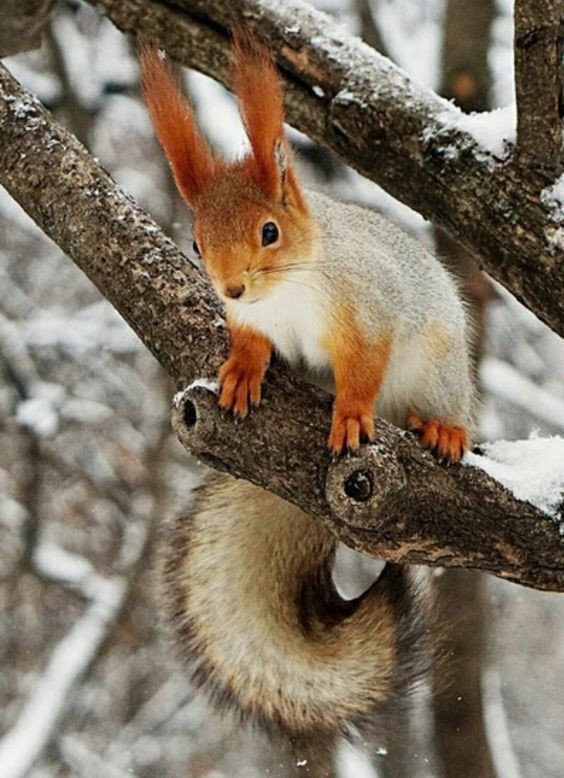 Бельчонок - белка, природа - оригинал