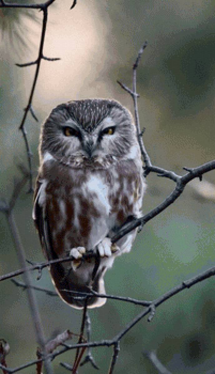 Совушка - предпросмотр