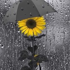 Схема вышивки «Подсолнух»