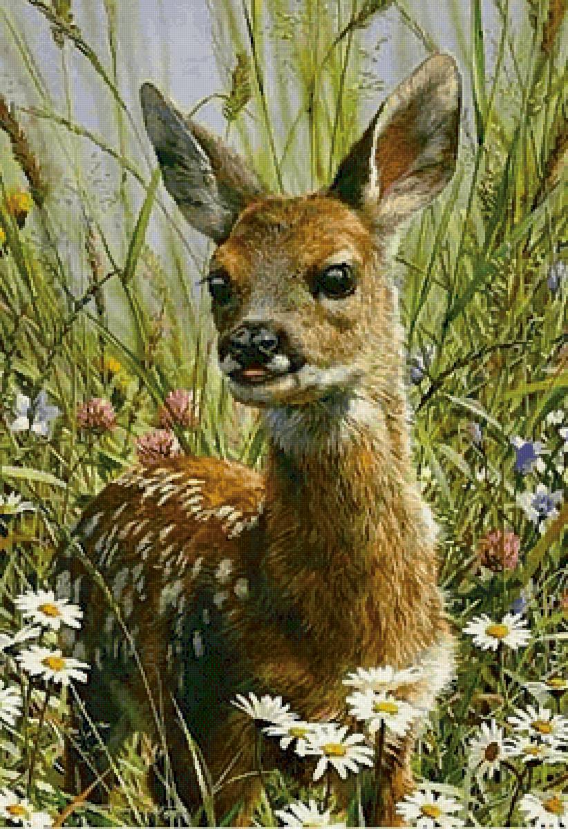 Бемби(Гамма) - предпросмотр