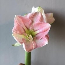 Схема вышивки «Мой цветочек»