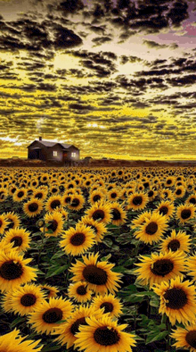 Поле - дом, поле, закат, подсолнухи, вечер - предпросмотр