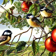 Схема вышивки «синички на яблони»