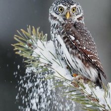 Схема вышивки «№2736670»