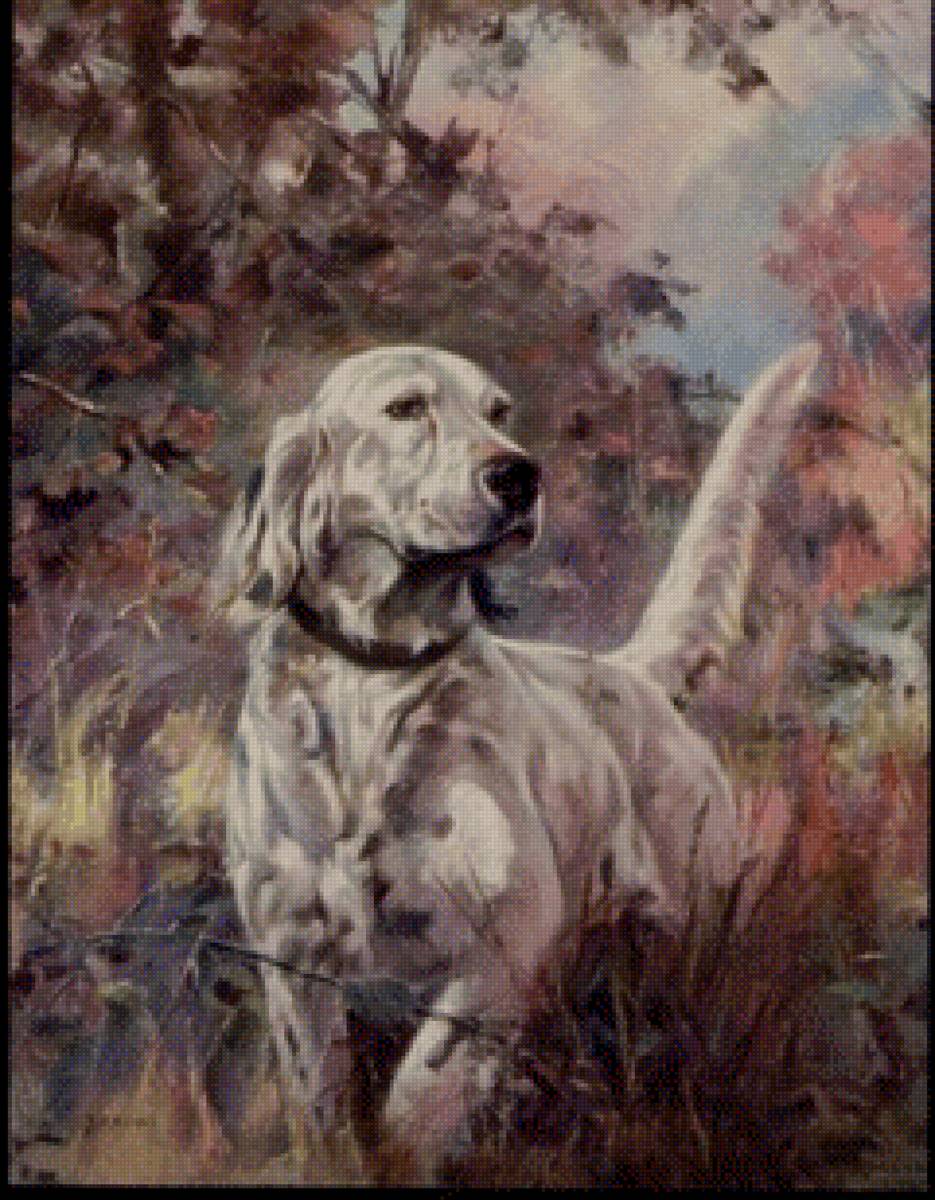 Английский сеттер - собака, сеттер, охота - предпросмотр