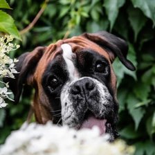 Портрет батюхи