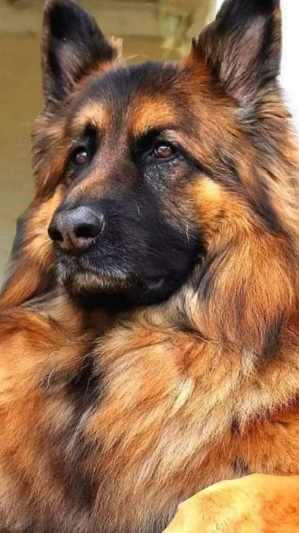 немецкая овчарка - собака - оригинал