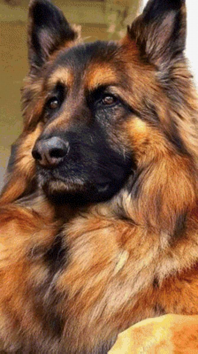 немецкая овчарка - собака - предпросмотр