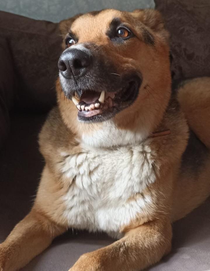 Вольтик - оригинал