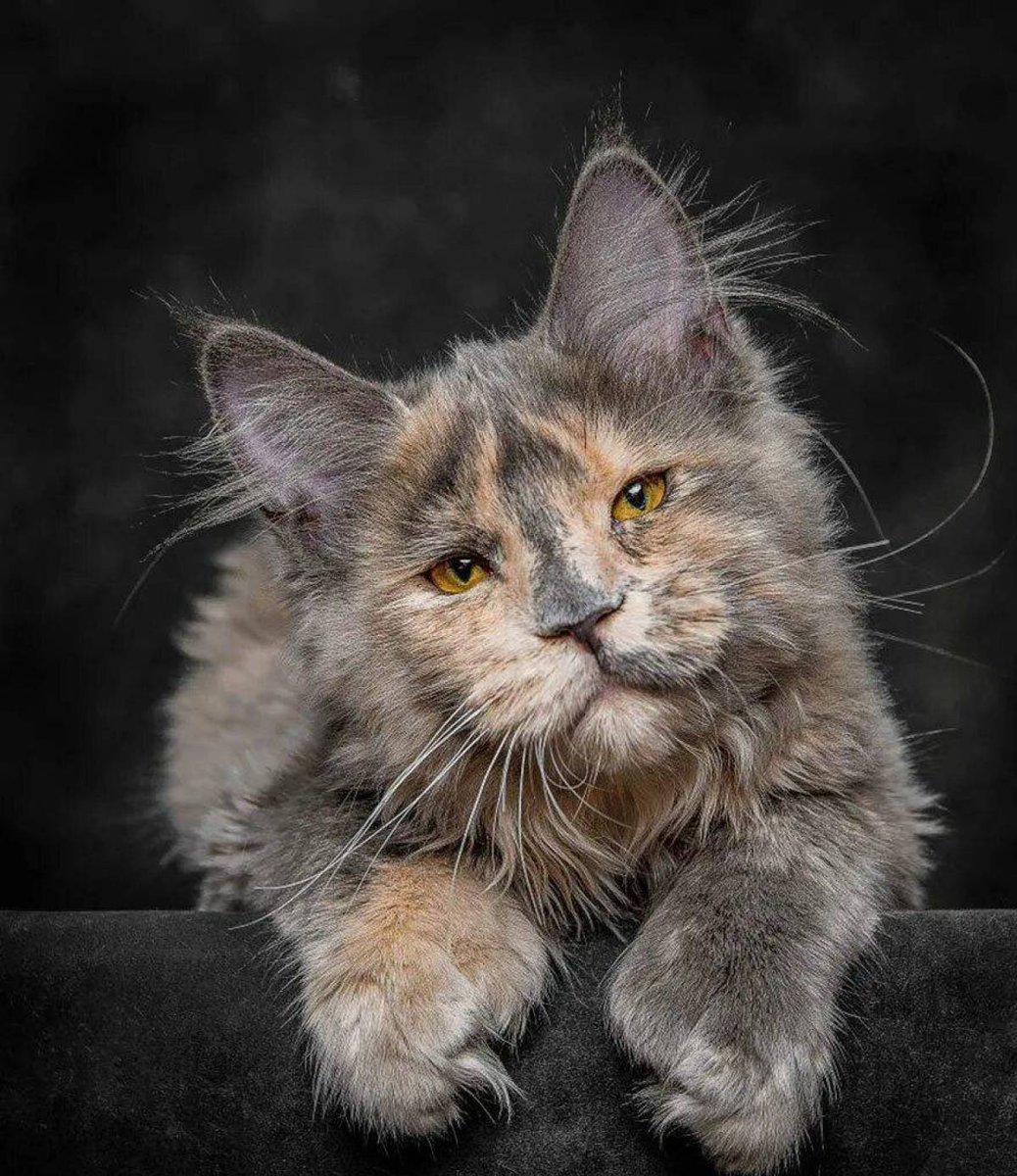 Мейн-кун - фотографии - оригинал