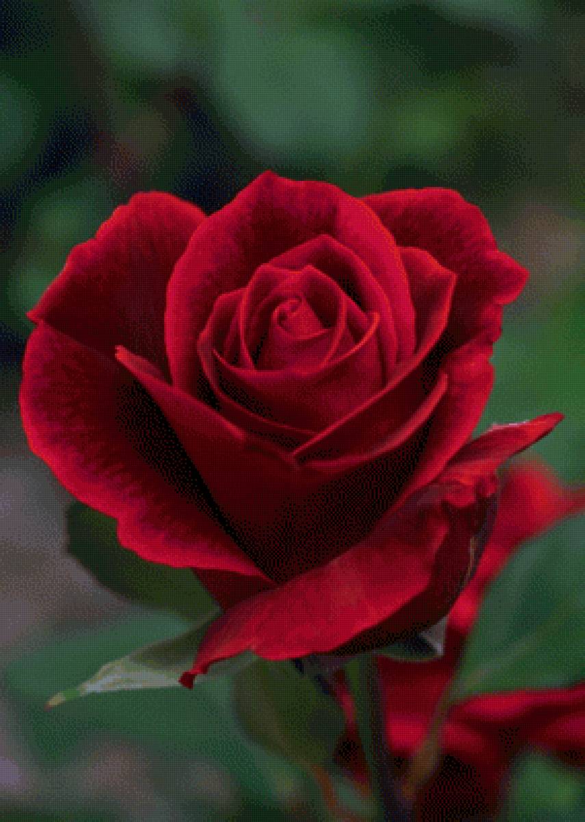 Красная роза - фотографии - предпросмотр