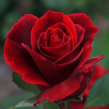 Схема вышивки «Красная роза»