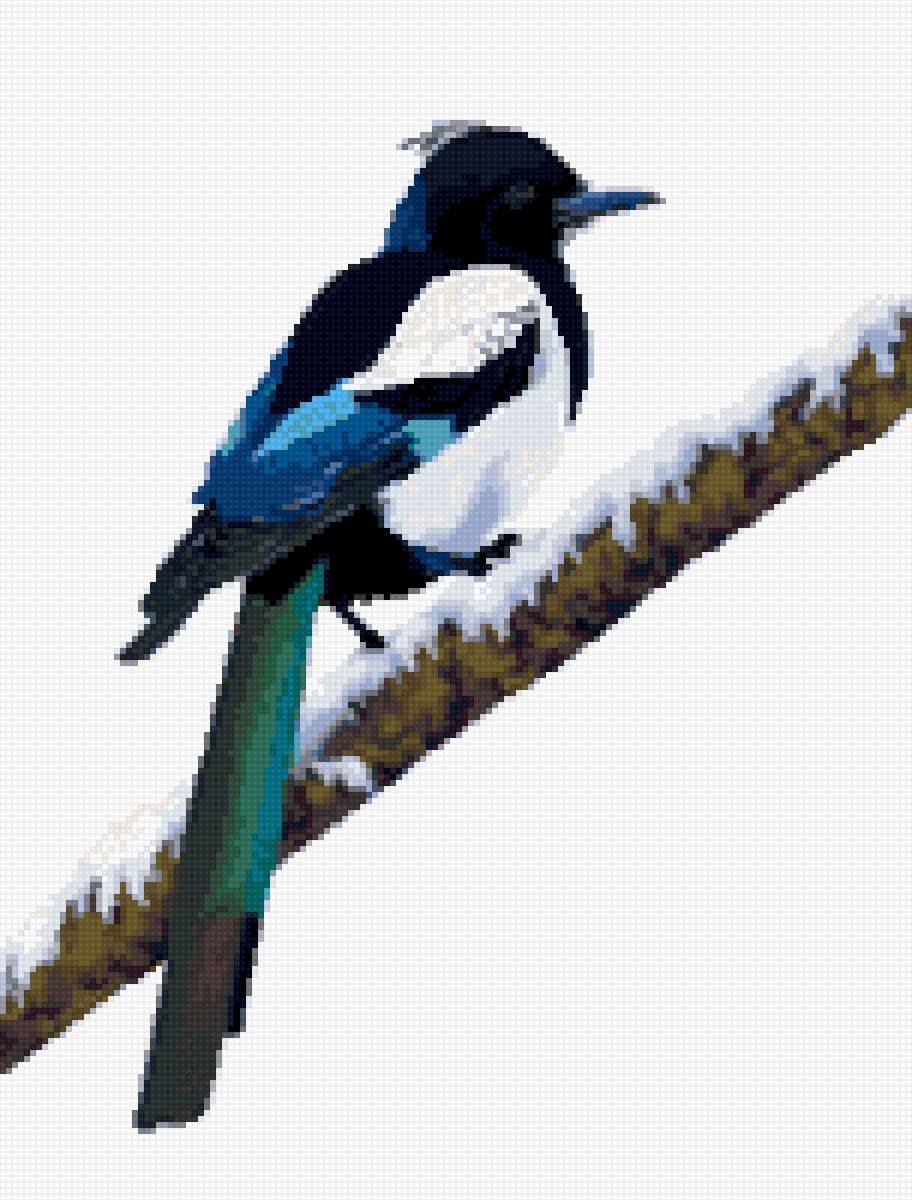 Сорока - предпросмотр