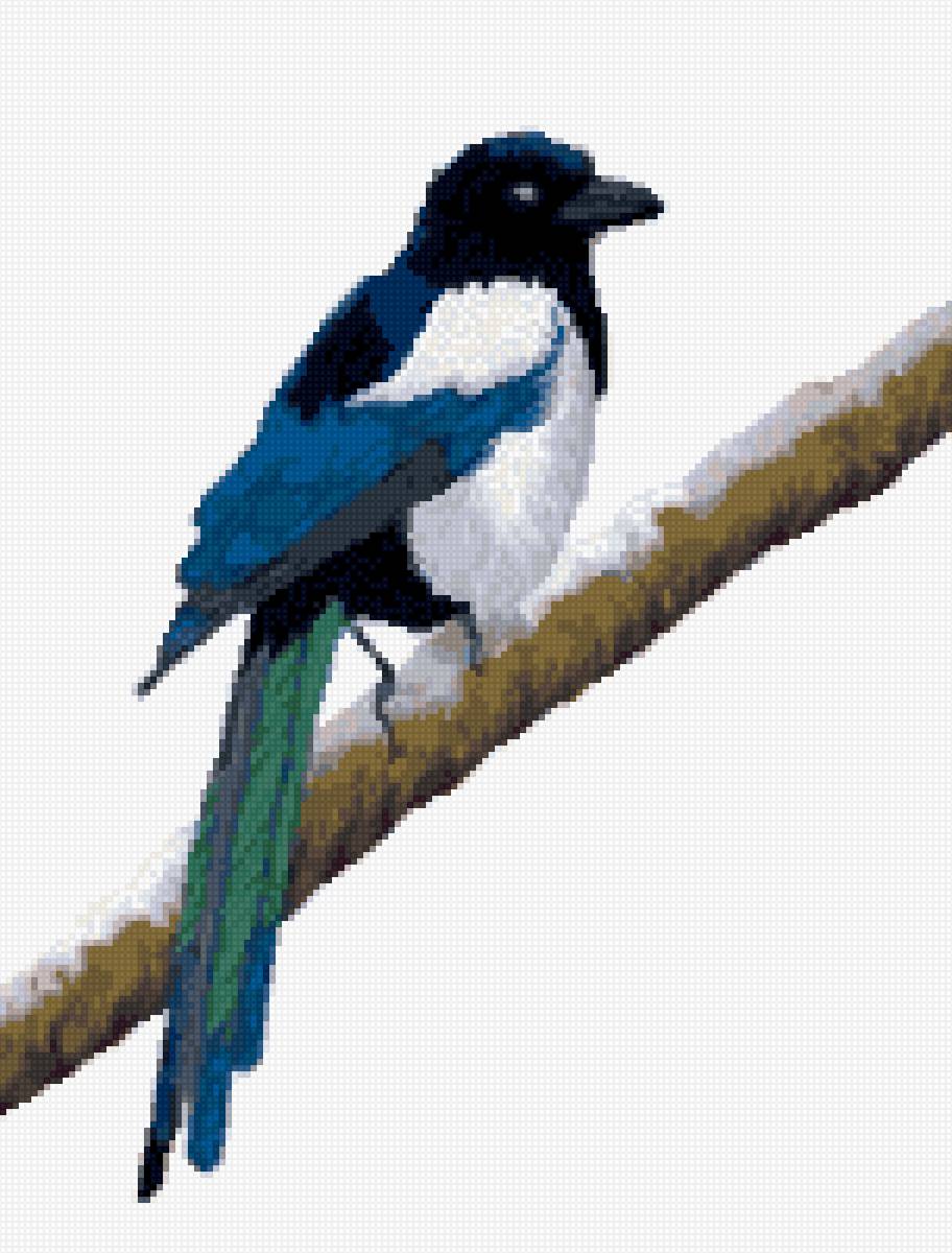 Сорока - предпросмотр