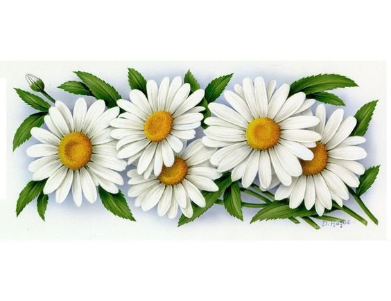 Ромашки - ромашки, цветы - оригинал