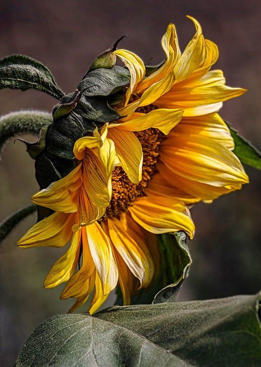 подсолнух - подсолнух - оригинал