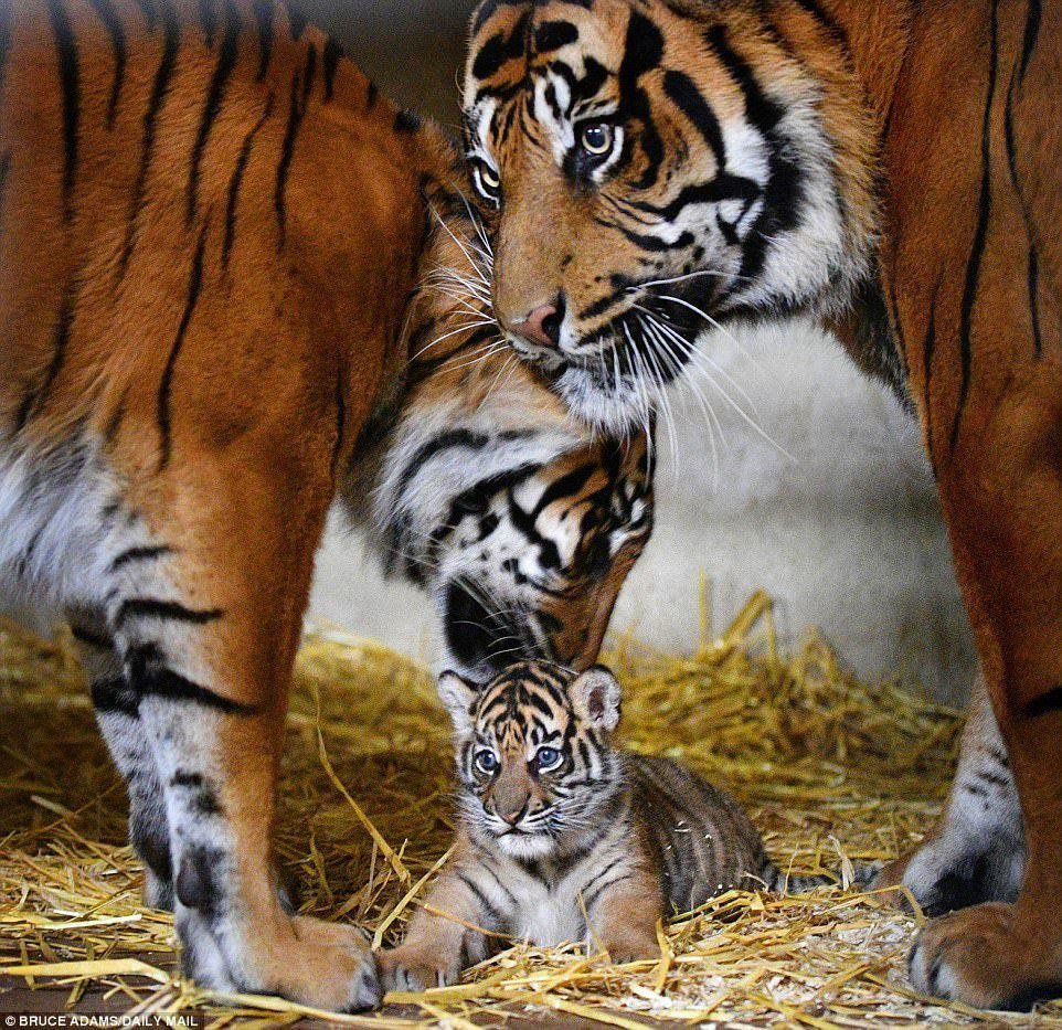 Тигры - тигры, семья - оригинал