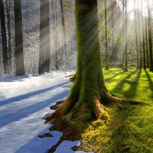 Зима Весна в лесу