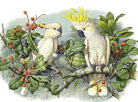 №2741932 - птицы, попугаи - оригинал