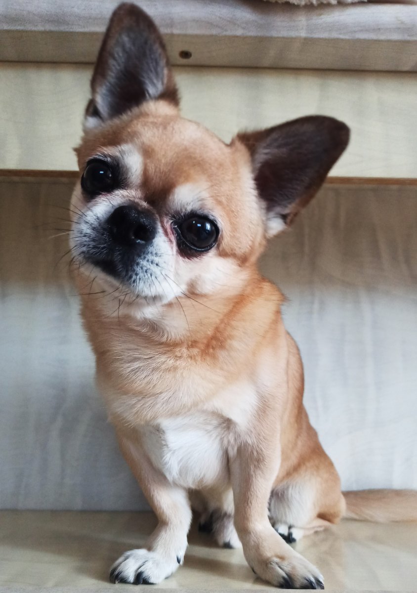 Чихуахуа - оригинал