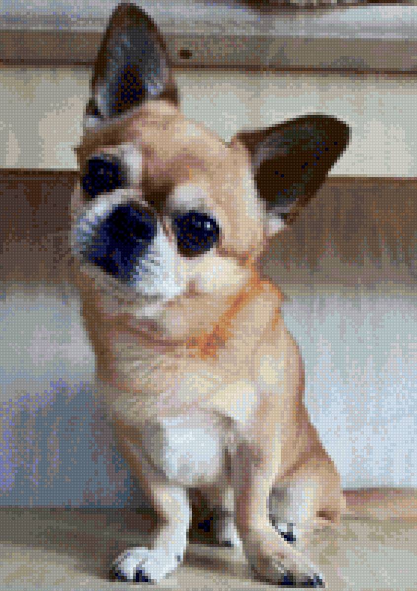 Чихуахуа - предпросмотр