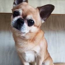 Схема вышивки «Чихуахуа»