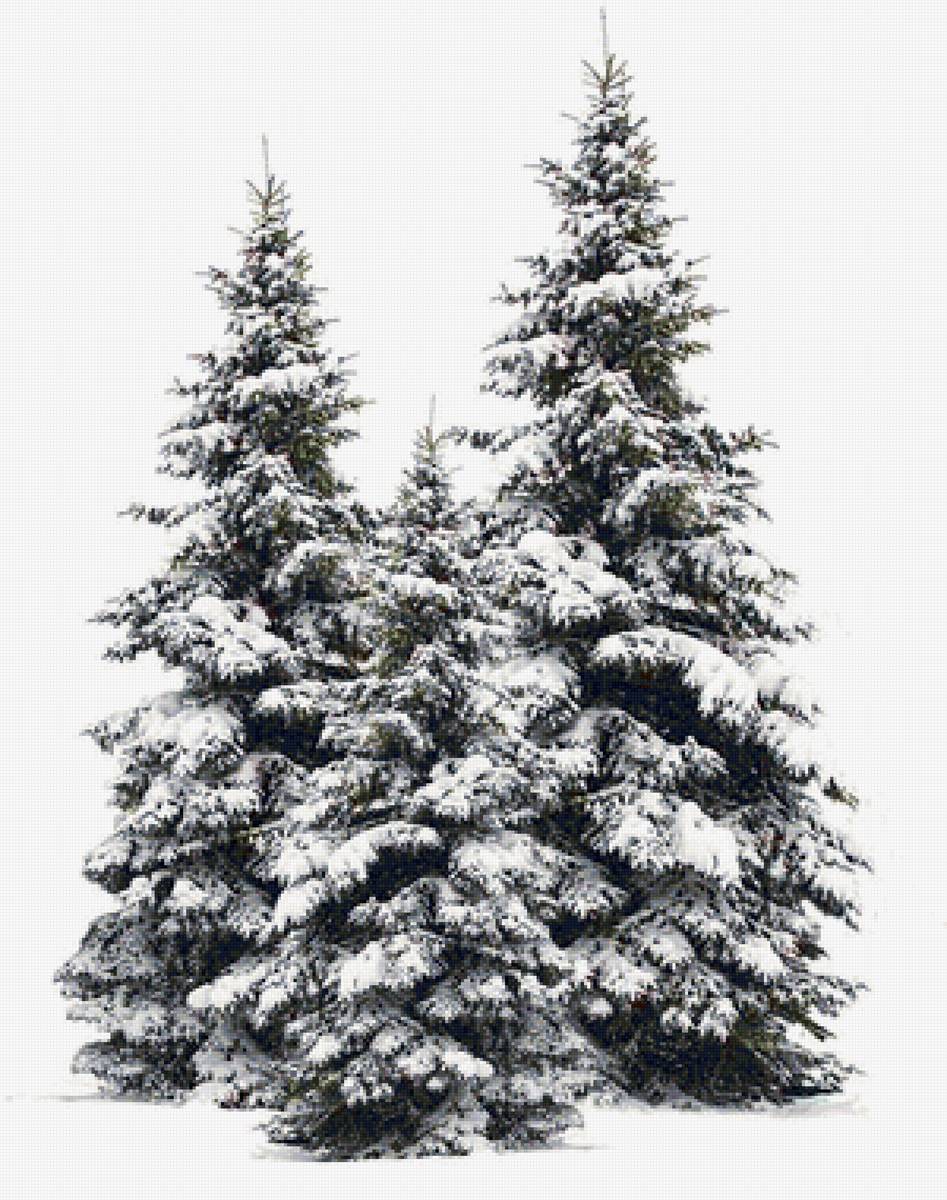 Ели - ели - предпросмотр