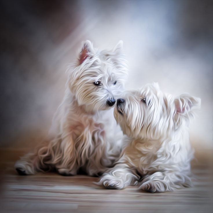 Нежность - собаки - оригинал