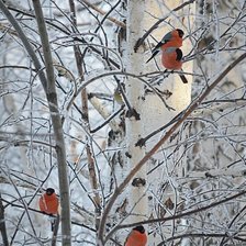 Схема вышивки «№2743044»