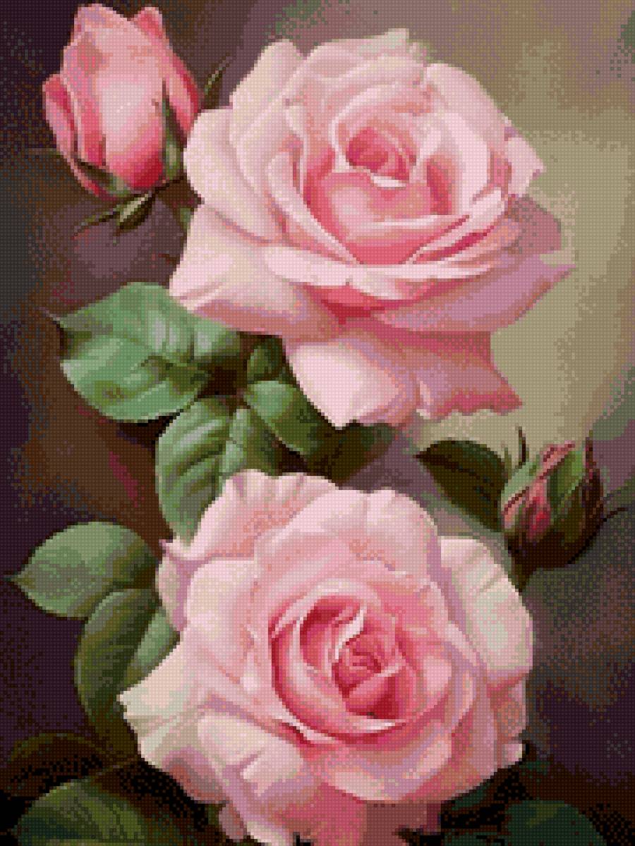 Розы - предпросмотр