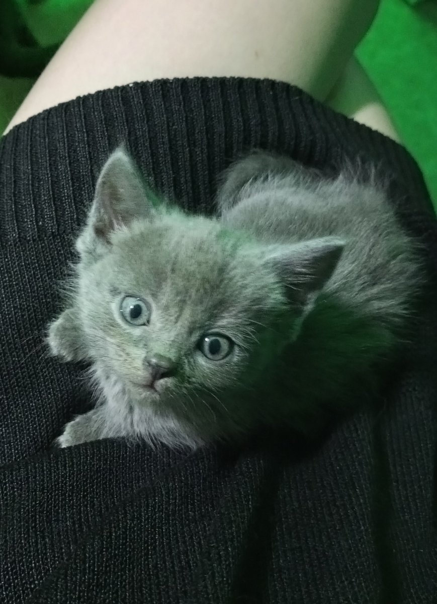 Роки - котенок, кот - оригинал