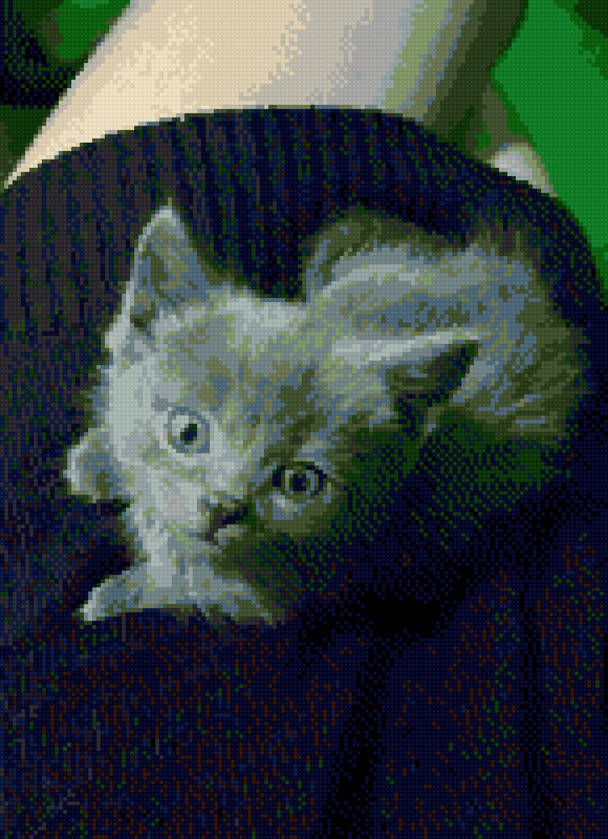 Роки - кот, котенок - предпросмотр