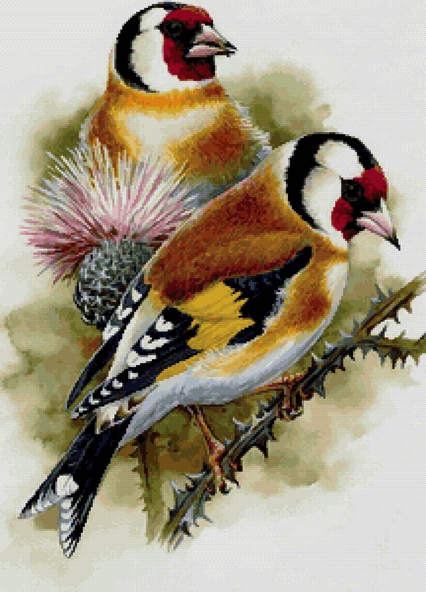 птицы - предпросмотр