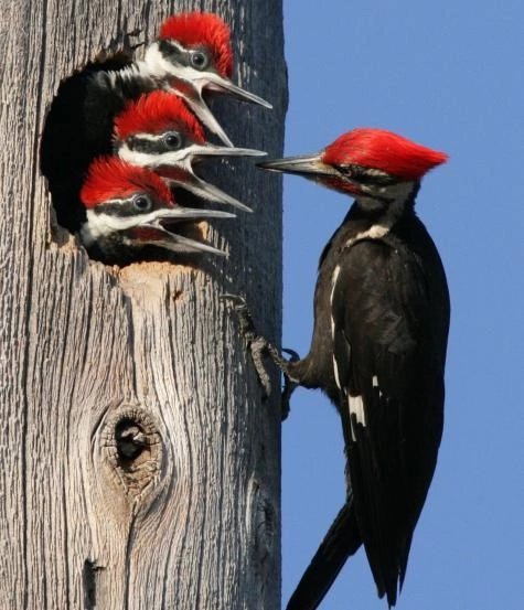 Дятел - птица, дятел - оригинал